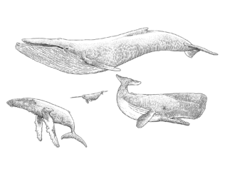 A Whale of a Time