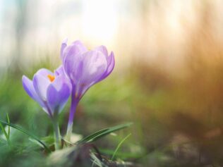 Five Spring Meditations