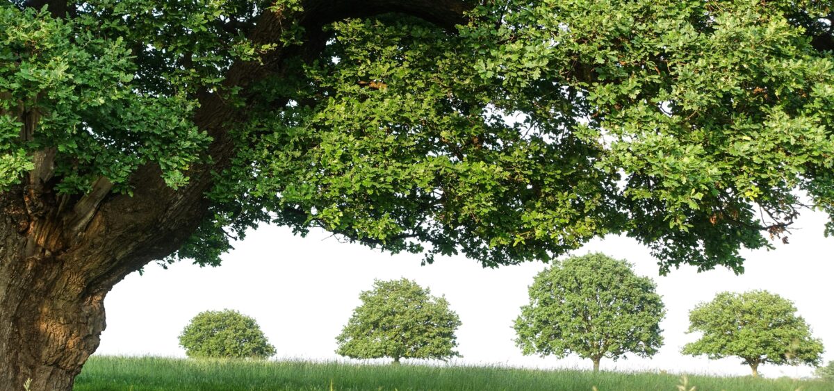 Zielone oczko – czyli 21 drzew, które pamiętają historię