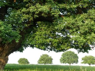 Zielone oczko – czyli 21 drzew, które pamiętają historię
