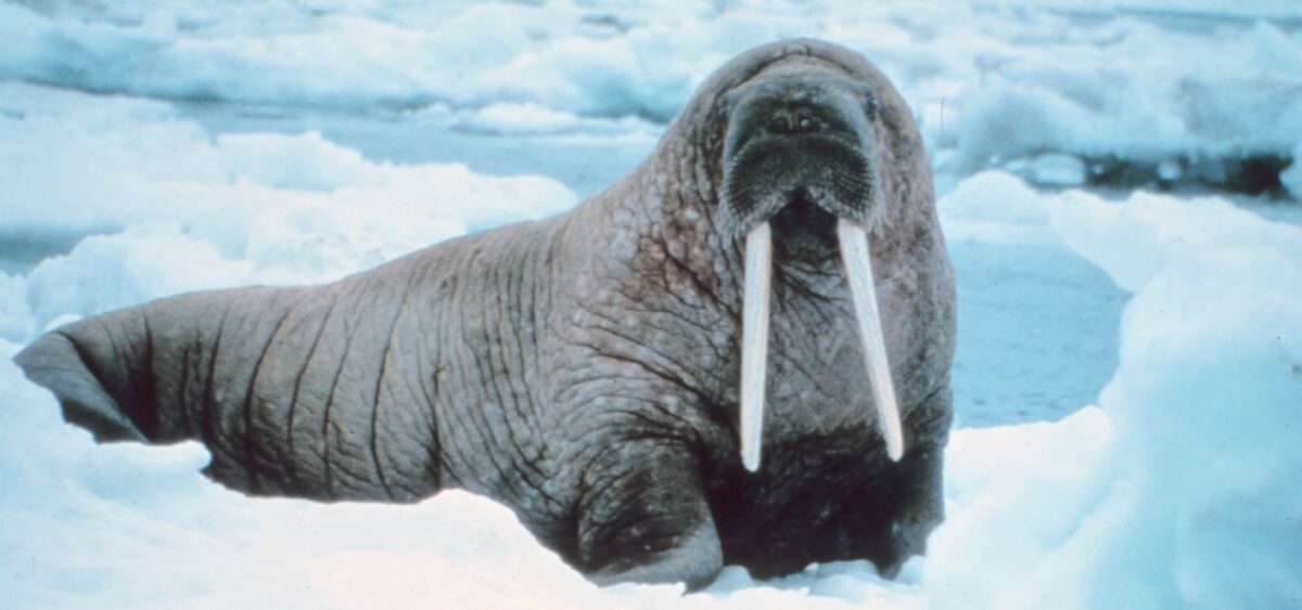 On&nbsp;Walruses