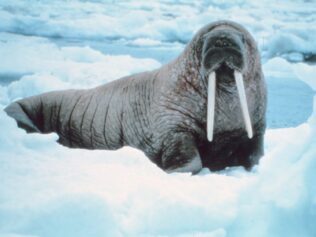 On Walruses