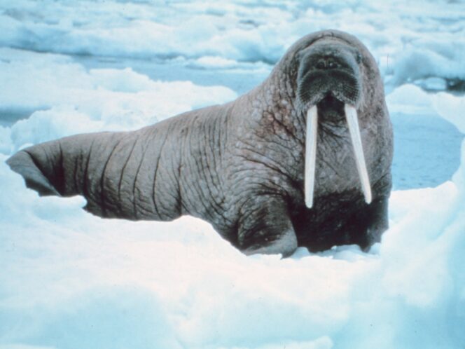 On&nbsp;Walruses