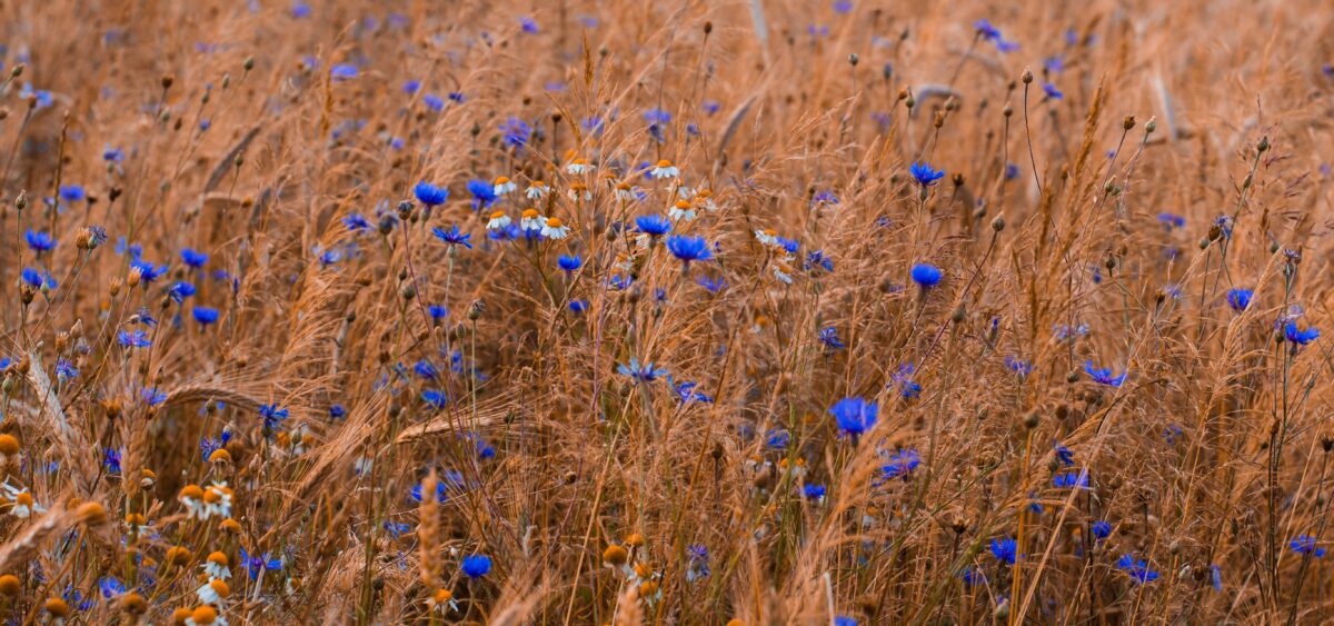 The Sorrows of Young Cornflower