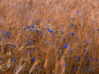 The Sorrows of Young Cornflower
