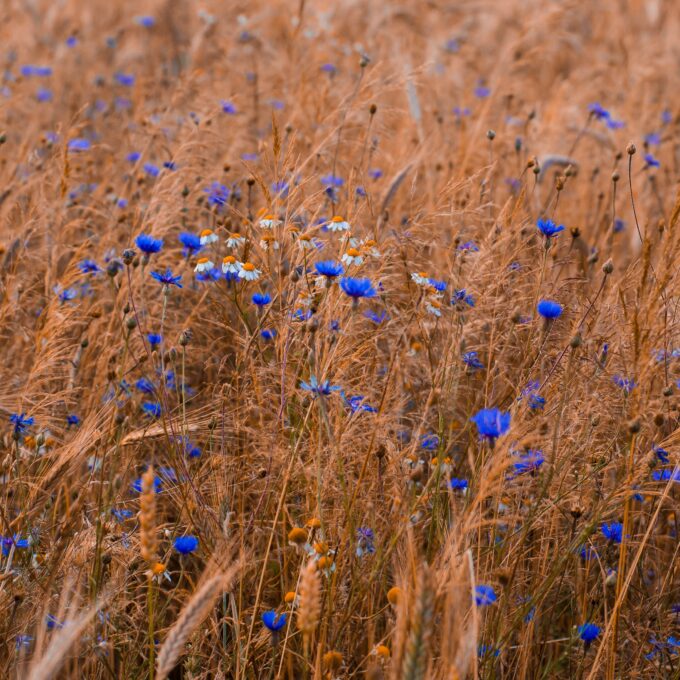 The Sorrows of Young Cornflower