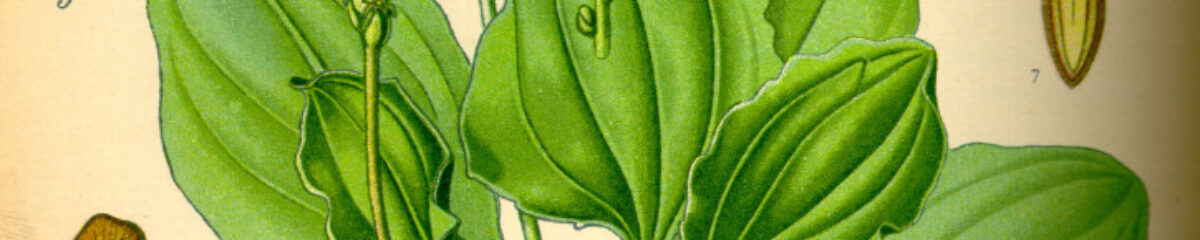 Wizje roślin – babka lancetowata, zwyczajna i&nbsp;płesznik