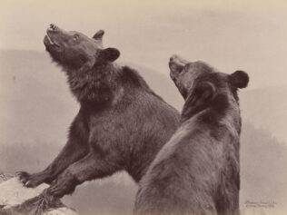 Jak niedźwiedzie nie wyszły na ludzi