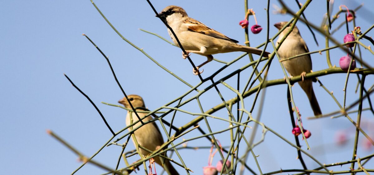 Our Winged Companions