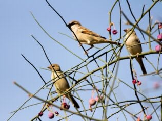 Our Winged Companions