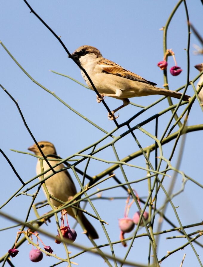 Our Winged Companions