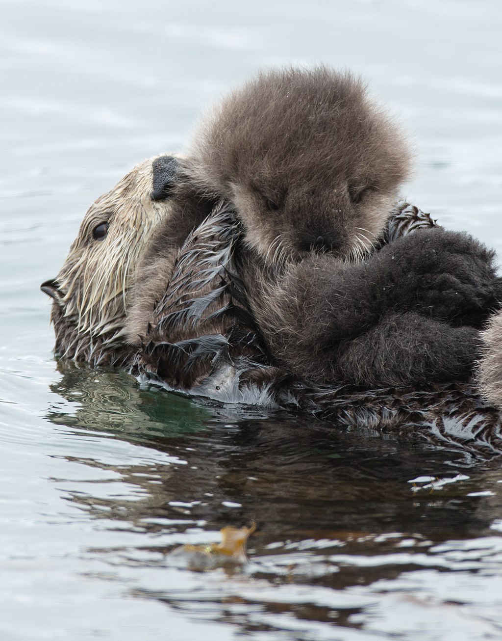 fotografia: Mike Baird, „Mother sea otter with sleeping pup”, domena publiczna via Wikimedia Commons