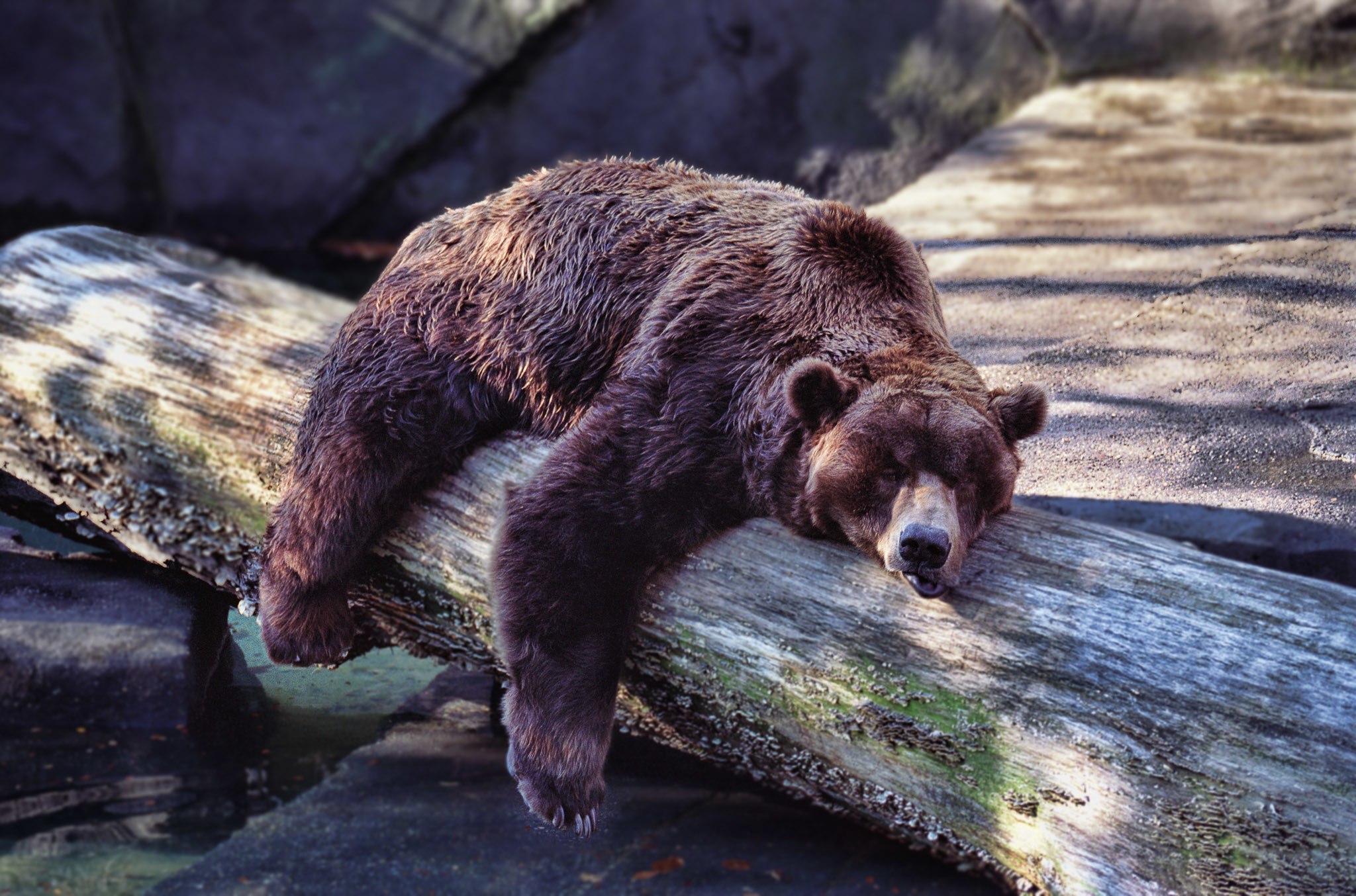 fotografia: MJ Boswell, „Bear Sleeping”, domena publiczna via Wikimedia Commons