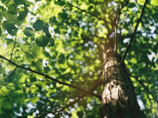 Biodróż, czyli spacer między drzewami z Michałem Książkiem