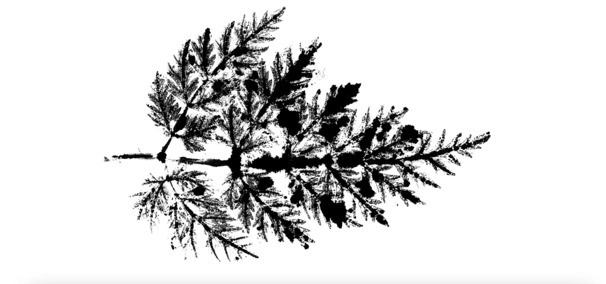 Antropologia, kapitalizm i&nbsp;grzyby