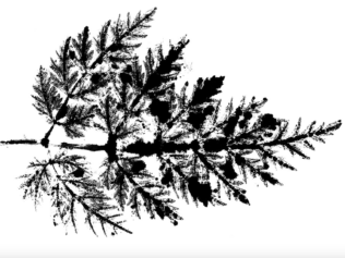 Antropologia, kapitalizm i grzyby