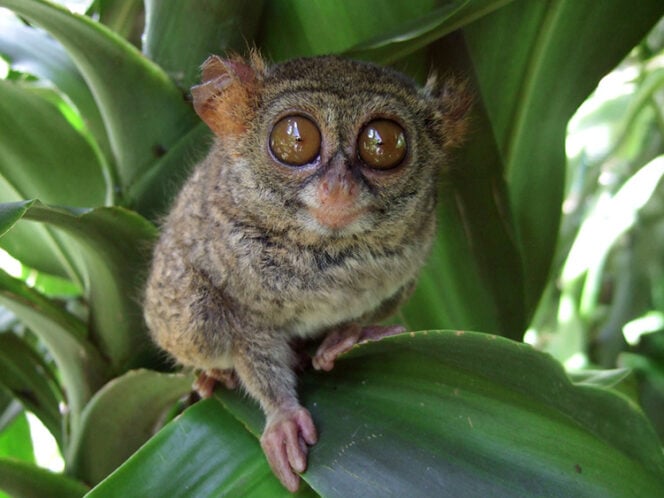 Wyraki