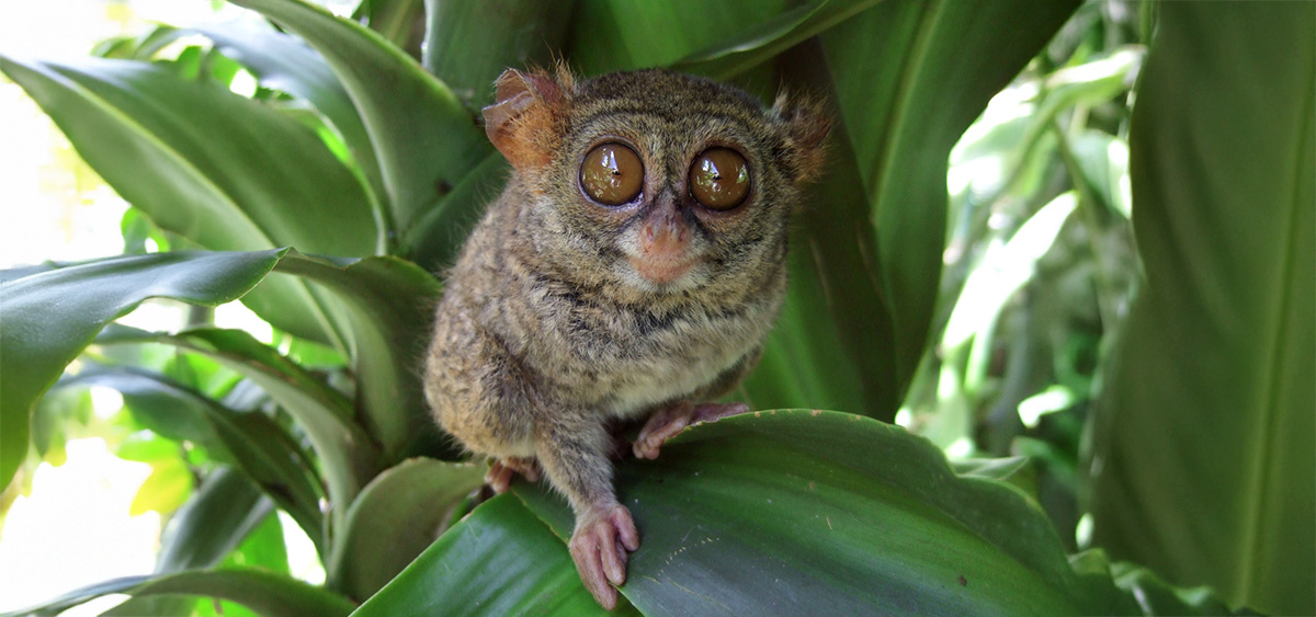 Wyraki