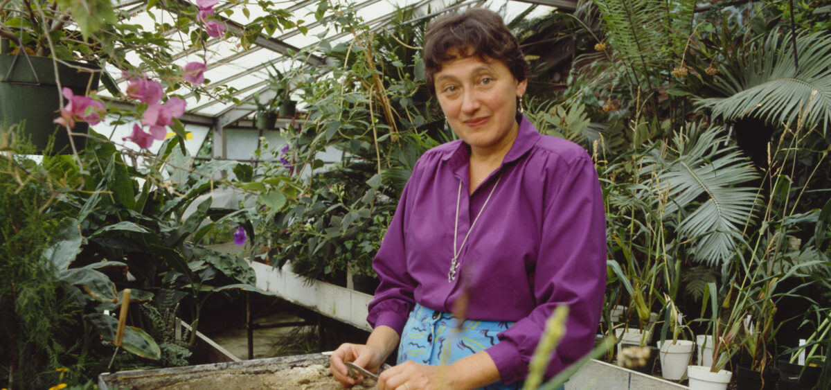 Ciotka ewolucji
