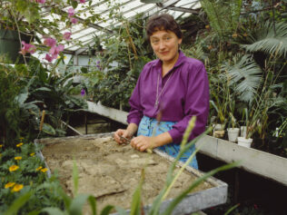 Ciotka ewolucji