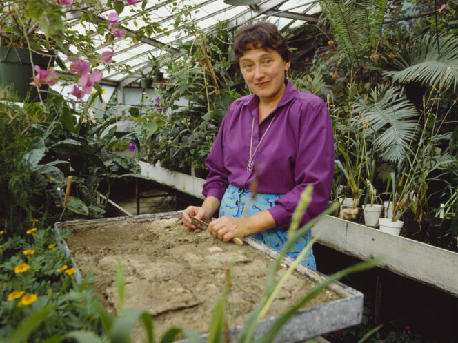 Ciotka ewolucji