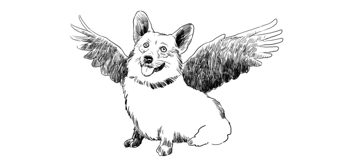 Na&nbsp;corgi urok