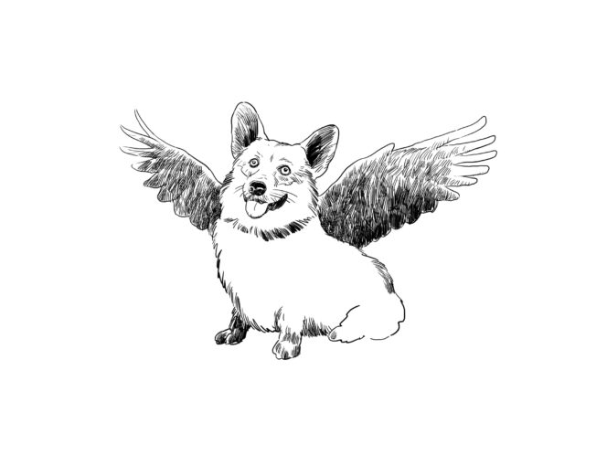 Na&nbsp;corgi urok