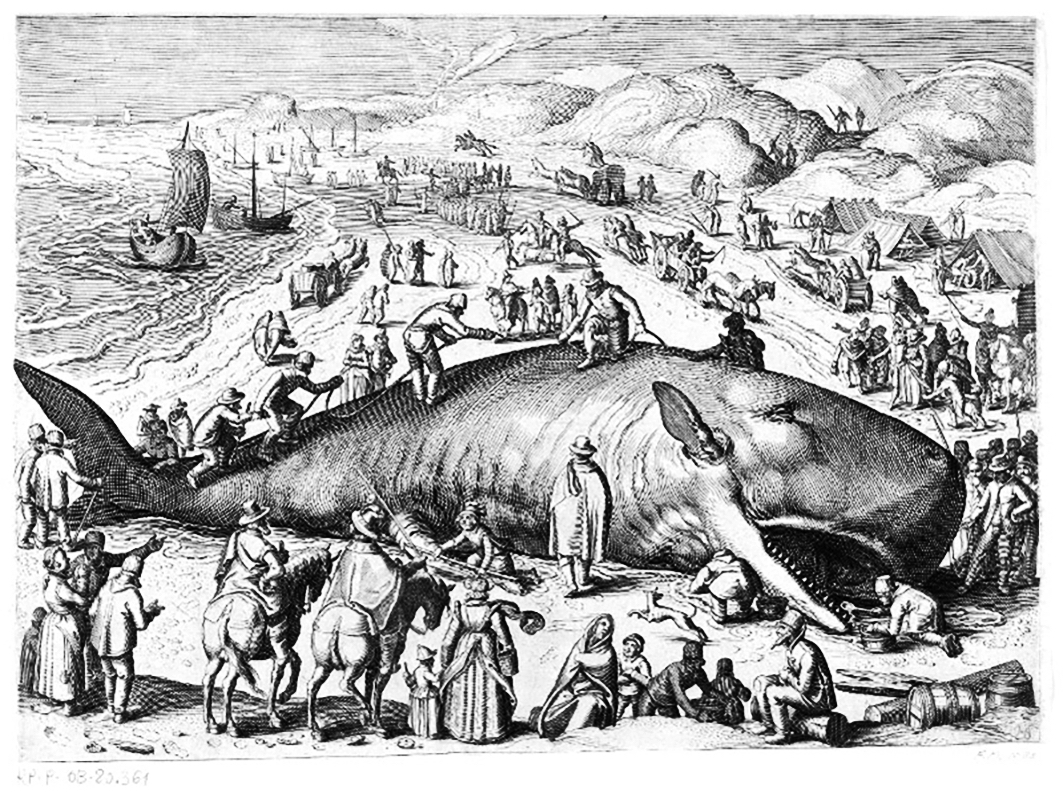 Where to Put the Whale