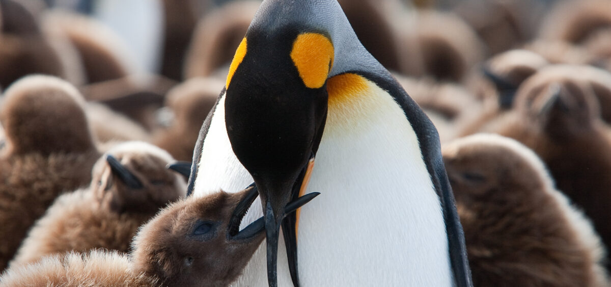 Te&nbsp;piękne pingwiny