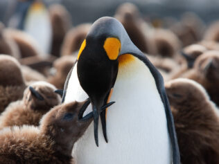 Te piękne pingwiny