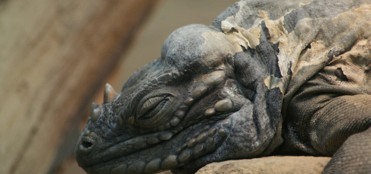 To&nbsp;Sleep Like a&nbsp;Dragon