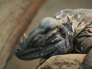 To Sleep Like a Dragon