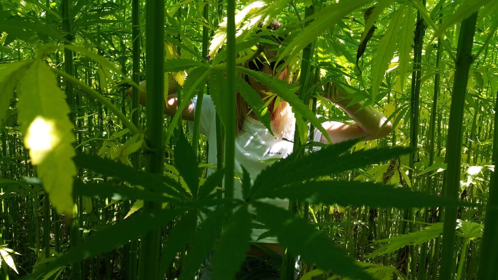 A Plant With Too Many Uses