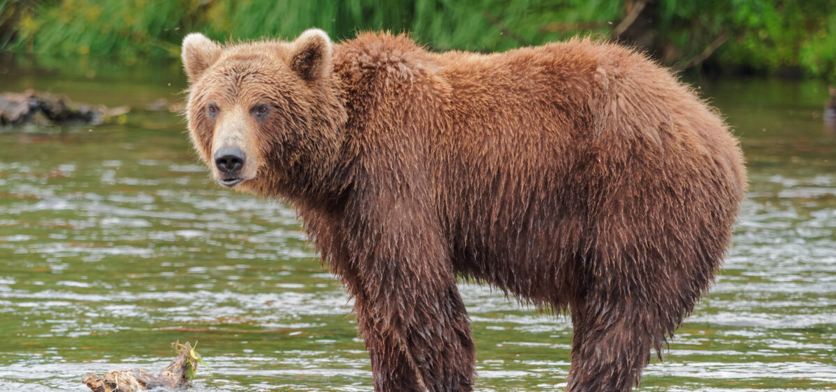 What Could Doctor Dolittle Learn from His Animals?