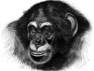 Matki królów, czyli o tajemnicach szympansiej polityki
