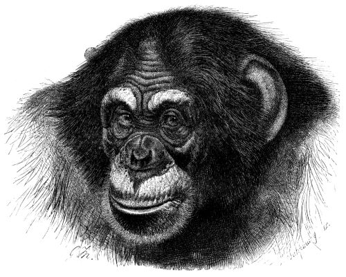 Matki królów, czyli o&nbsp;tajemnicach szympansiej polityki