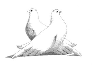 Planet of the Birds