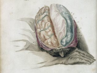 As Stubborn as a Brain