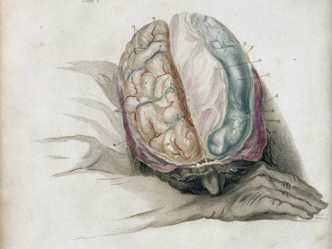 As&nbsp;Stubborn as&nbsp;a&nbsp;Brain