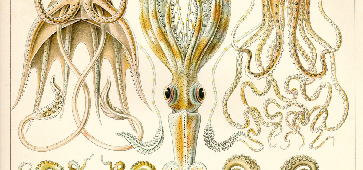 Brainy Cephalopods