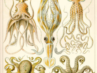 Brainy Cephalopods