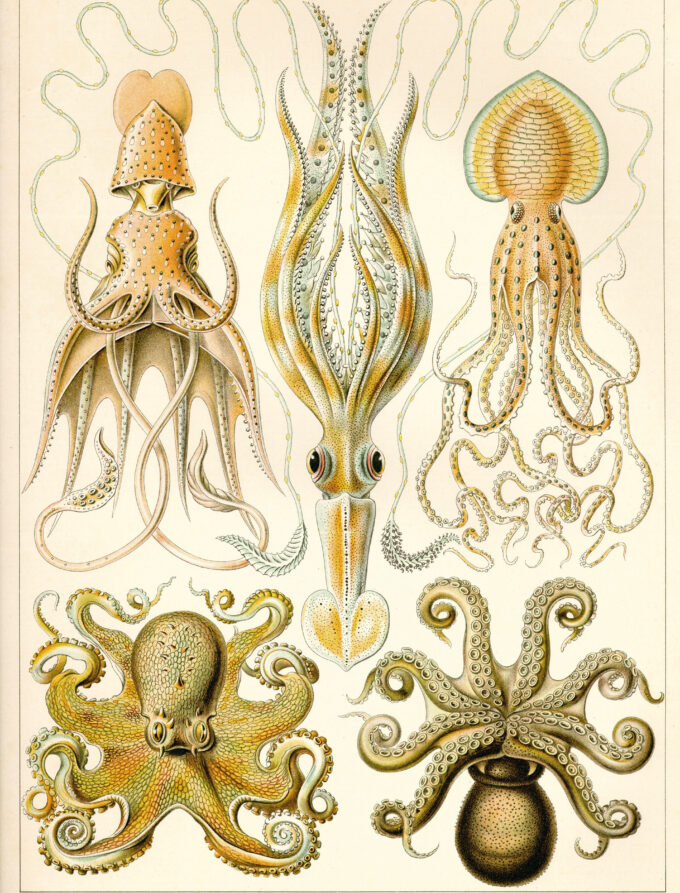 Brainy Cephalopods