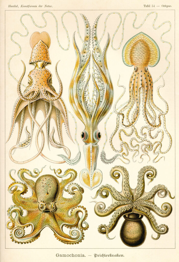 Brainy Cephalopods