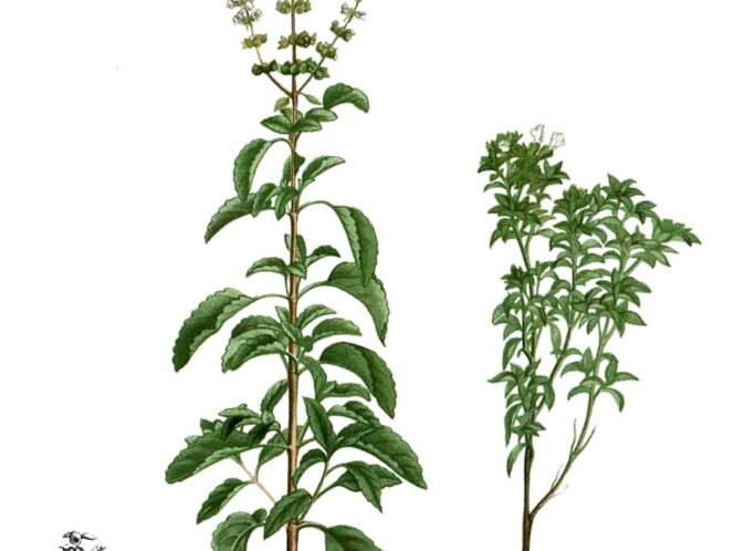 A&nbsp;Royal Herb