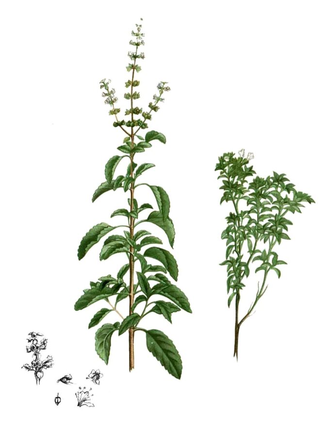 A Royal Herb