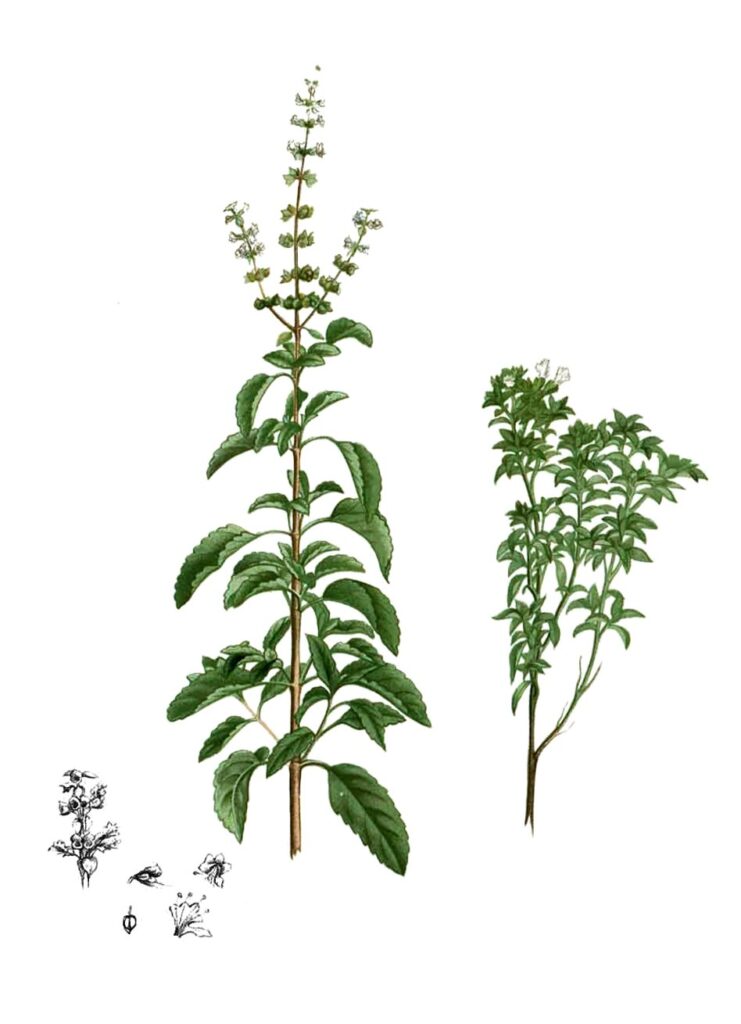 A Royal Herb