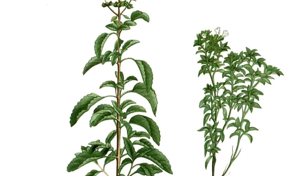 A&nbsp;Royal Herb