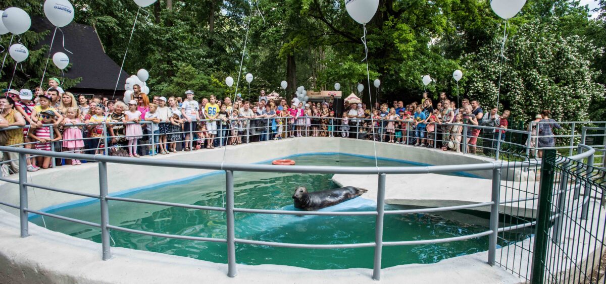 Baltic Grey Seal, Lithuania, 2016