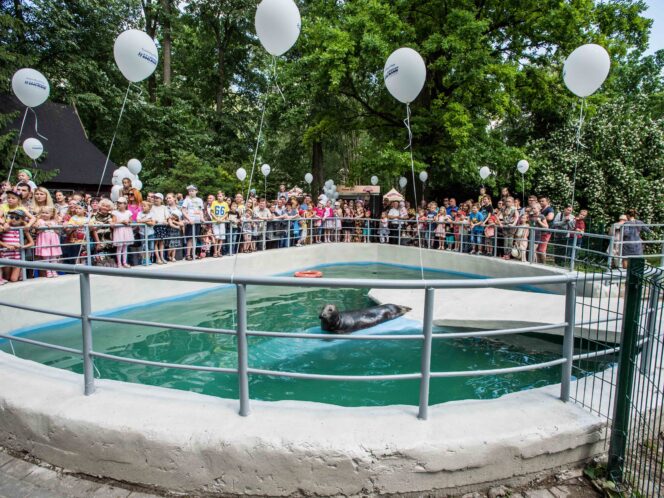 Baltic Grey Seal, Lithuania, 2016