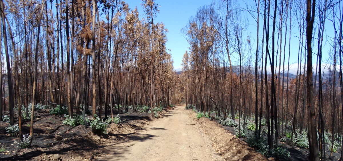 Eukaliptus pali Portugalię
